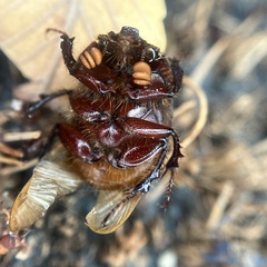 Eucanthus lazarus