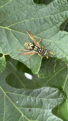 Polistes dominula