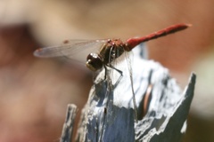 Sympetrum pallipes