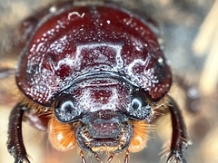 Eucanthus lazarus