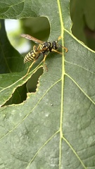 Polistes dominula