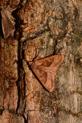 Phlogophora periculosa