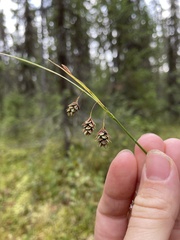 Carex magellanica