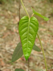 Parsonsia