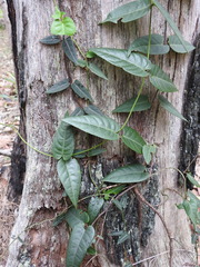 Parsonsia