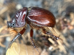 Eucanthus lazarus