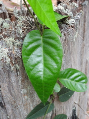 Parsonsia