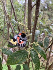 Delias harpalyce