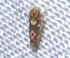 Erythroneura elegans