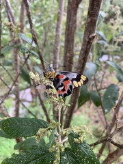 Delias harpalyce