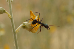 Iridomyrmex viridiaeneus