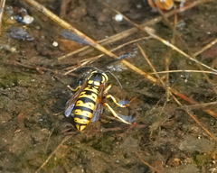 Vespula atropilosa