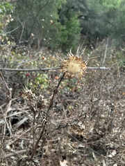 Cardueae