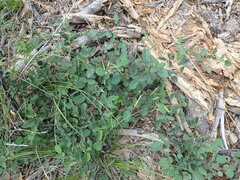 Desmodium grahamii