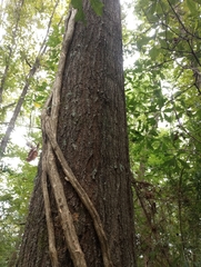 Quercus phellos