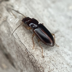 Stenolophini