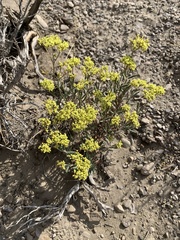 Eriogonum microtheca ambiguum