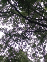 Quercus phellos
