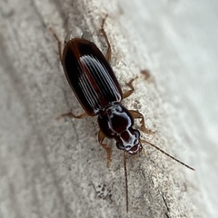 Stenolophini