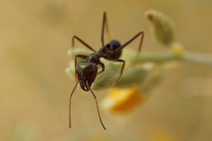 Iridomyrmex viridiaeneus