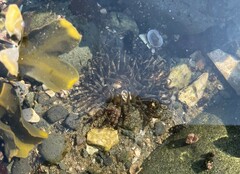 Anthopleura artemisia