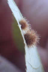 Caryomyia