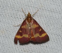 Pyrausta tyralis