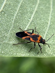 Lygaeus kalmii angustomarginatus
