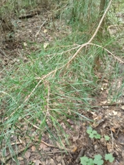 Pinus glabra