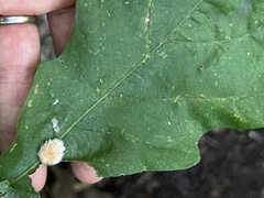 Druon quercusflocci