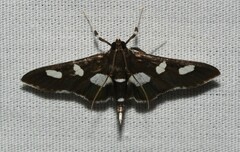 Desmia