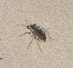 Cicindela scutellaris lecontei