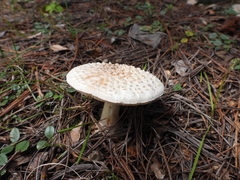 Amanita magniverrucata