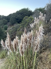Cortaderia jubata