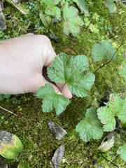 Rubus chamaemorus