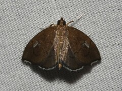 Perispasta caeculalis