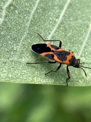 Lygaeus kalmii angustomarginatus
