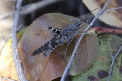 Trimerotropis verruculata