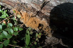 Arcyria obvelata