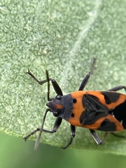 Lygaeus kalmii angustomarginatus