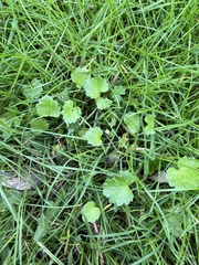 Ranunculus muricatus