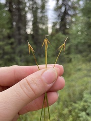 Carex pauciflora