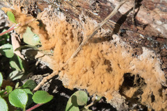 Arcyria obvelata