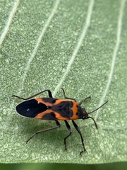 Lygaeus kalmii angustomarginatus