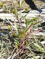 Bidens amplissima