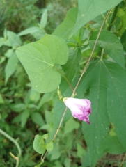 Ipomoea cordatotriloba