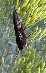 Sirex varipes