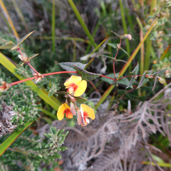 Platylobium triangulare