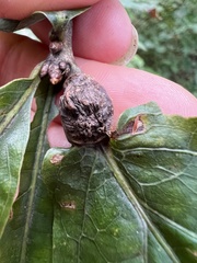 Andricus quercuspetiolicola