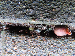 Brachyponera chinensis